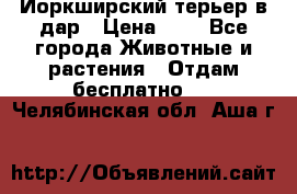 Йоркширский терьер в дар › Цена ­ 1 - Все города Животные и растения » Отдам бесплатно   . Челябинская обл.,Аша г.